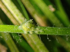 Hancockia uncinata