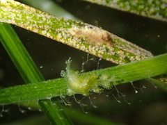 Hancockia uncinata