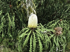 Banksia speciosa