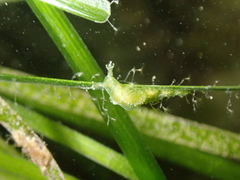 Hancockia uncinata