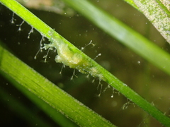 Hancockia uncinata