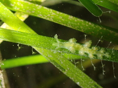 Hancockia uncinata