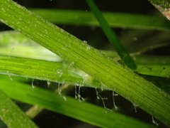 Hancockia uncinata
