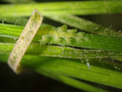 Hancockia uncinata