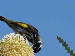 Banksia speciosa