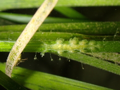 Hancockia uncinata