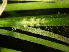 Hancockia uncinata