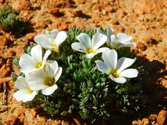 Oxalis densa