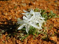 Lapeirousia plicata