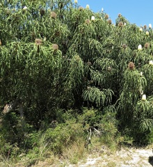 Banksia speciosa