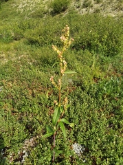 Koenigia tripterocarpa