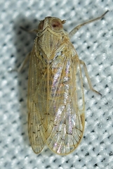 Reptalus cuspidatus