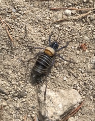 Lluciapomaresius stalii