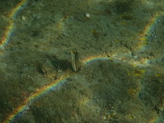 Petroscirtes breviceps