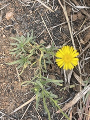 Felicia mossamedensis