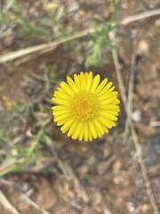 Felicia mossamedensis