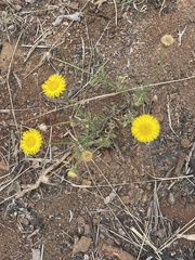 Felicia mossamedensis