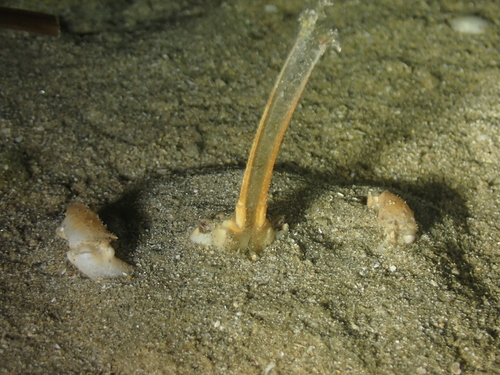 Masked crab, photo 5 of 10