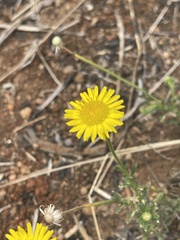 Felicia mossamedensis