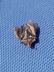 Pentatoma rufipes