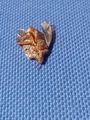 Pentatoma rufipes
