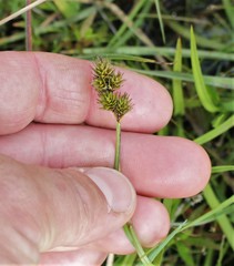 Carex harfordii
