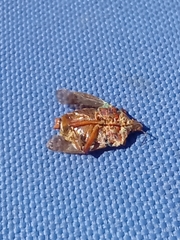 Pentatoma rufipes