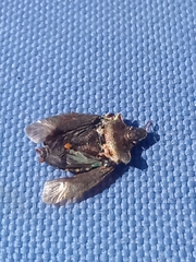 Pentatoma rufipes