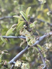 Ximenia americana microphylla