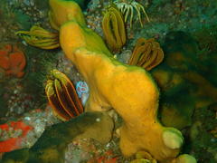 Leminda millecra