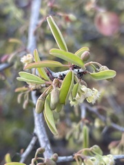 Ximenia americana microphylla