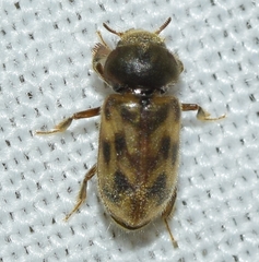 Heterocerus flexuosus