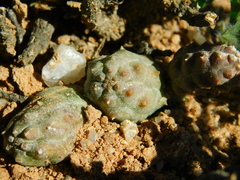 Tephrocactus