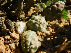Tephrocactus
