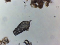 Cylindrifflugia acuminata