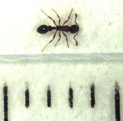 Cardiocondyla minutior