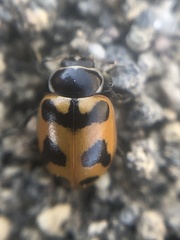 Hippodamia oregonensis