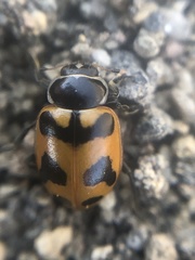 Hippodamia oregonensis