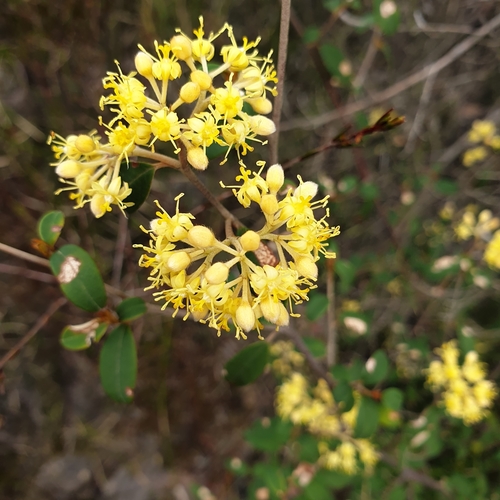 Image of Pomaderris andromedifolia by (c) Shelomi Doyle, some rights reserved (CC BY)