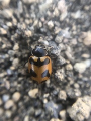 Hippodamia oregonensis