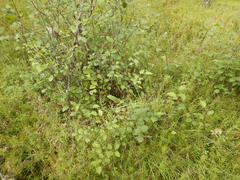 Betula fruticosa