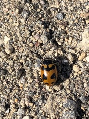 Hippodamia oregonensis