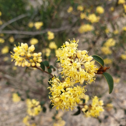 Image of Pomaderris andromedifolia by (c) Shelomi Doyle, some rights reserved (CC BY)