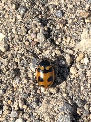 Hippodamia oregonensis
