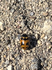 Hippodamia oregonensis