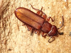 Platisus angusticollis