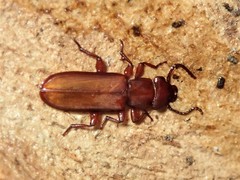Platisus angusticollis
