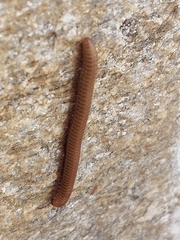 Pachyiulus cattarensis