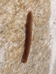 Pachyiulus cattarensis