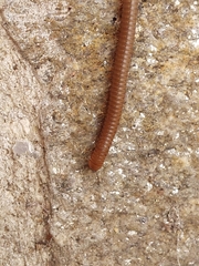 Pachyiulus cattarensis